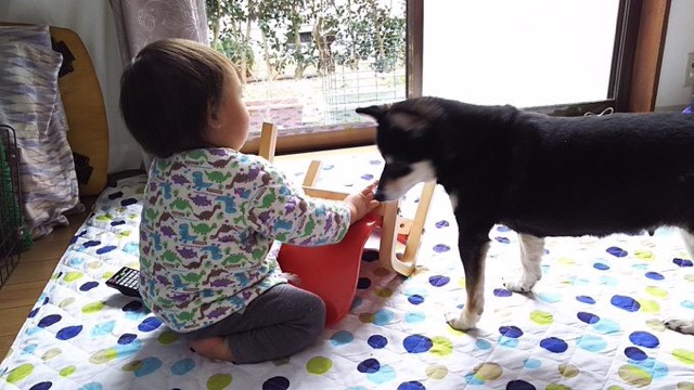 ２０１７，１１，３卒業の黒柴のクロちゃん🐶